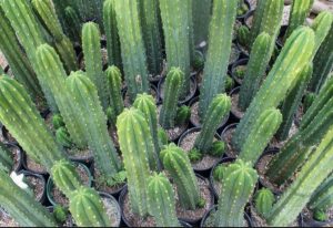 SanPedro Cactus
